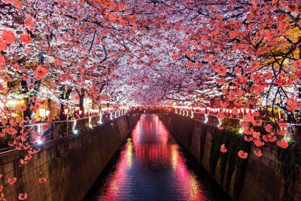 Tokyo cherry blossoms Japan