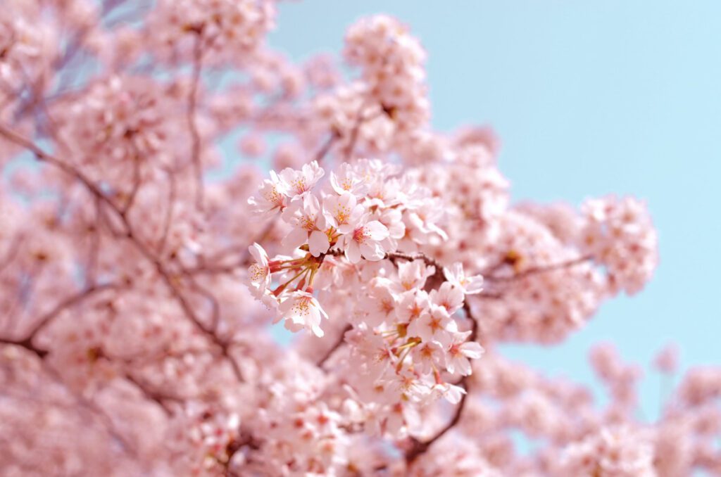 cherry blossoms_STOCK-U