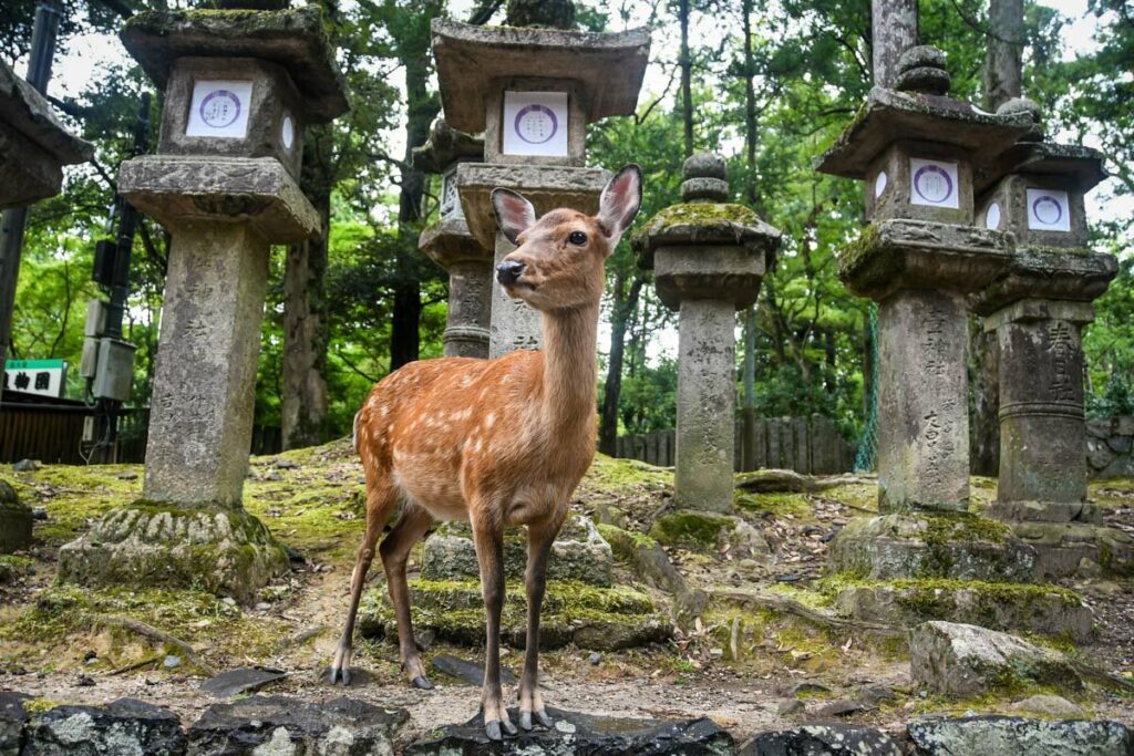 deer in Nara Japan
