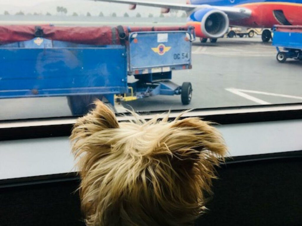 Flying with a dog | Wet Nose Escapades