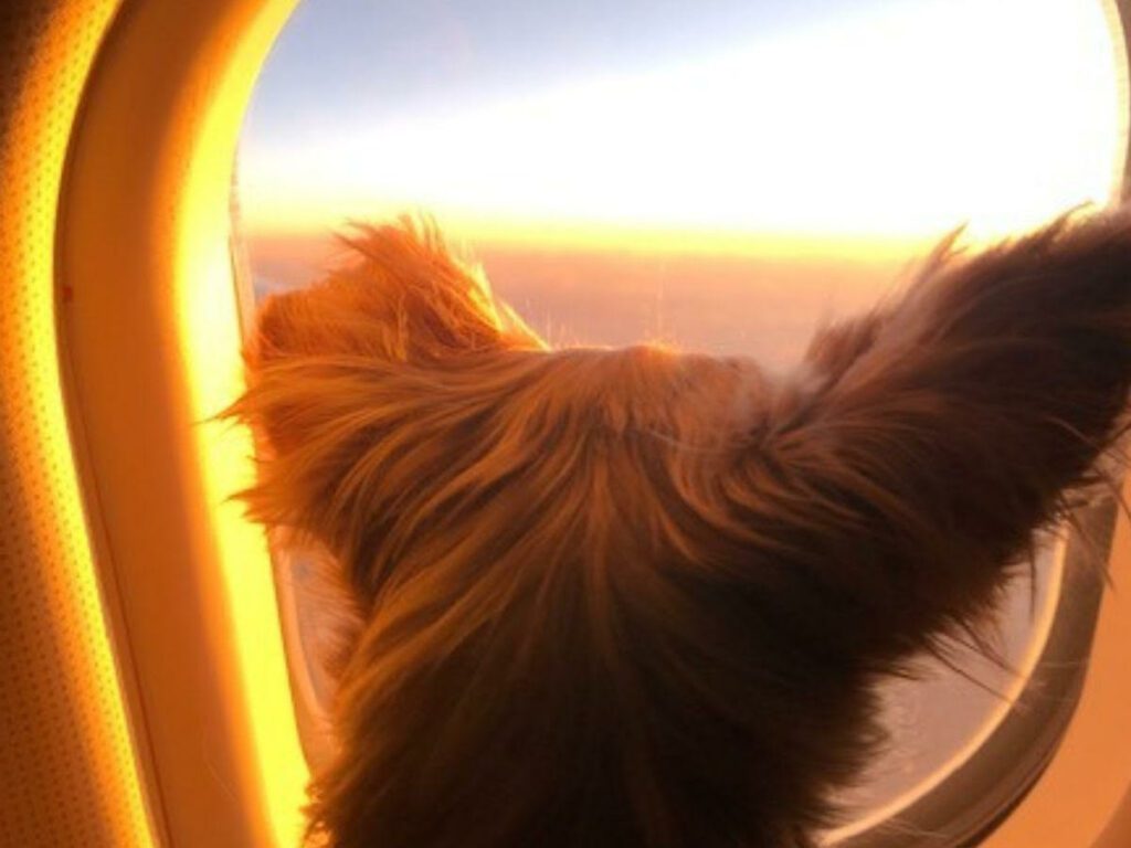 Flying with a dog | Wet Nose Escapades