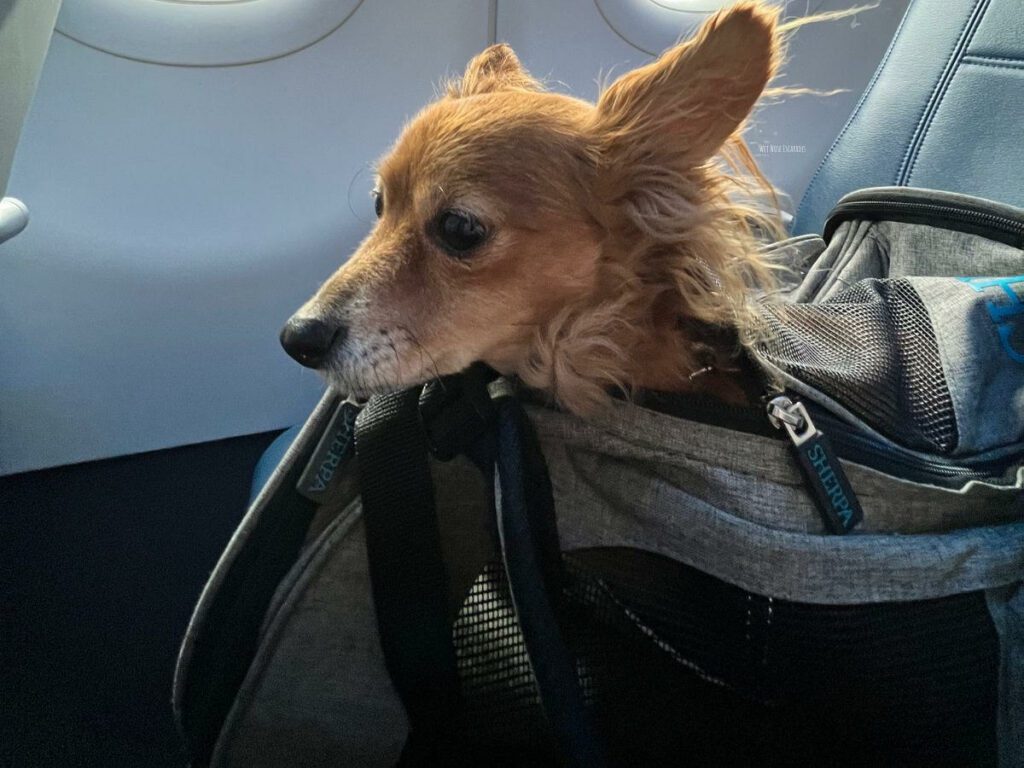 Flying with a dog | Wet Nose Escapades