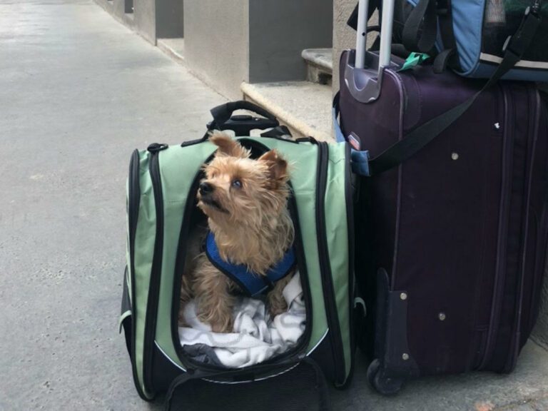 Flying with a Dog Ultimate Guide Two Wandering Soles