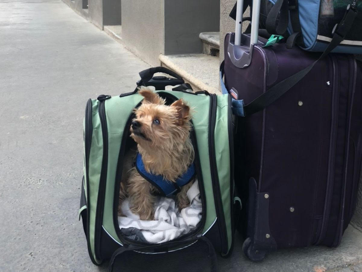 Flying with a Dog Ultimate Guide Two Wandering Soles