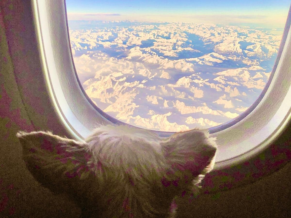 Flying with a dog | Wet Nose Escapades