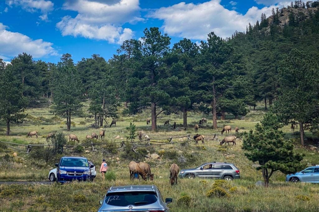 Elk Herd near Moraine Park Discovery Center