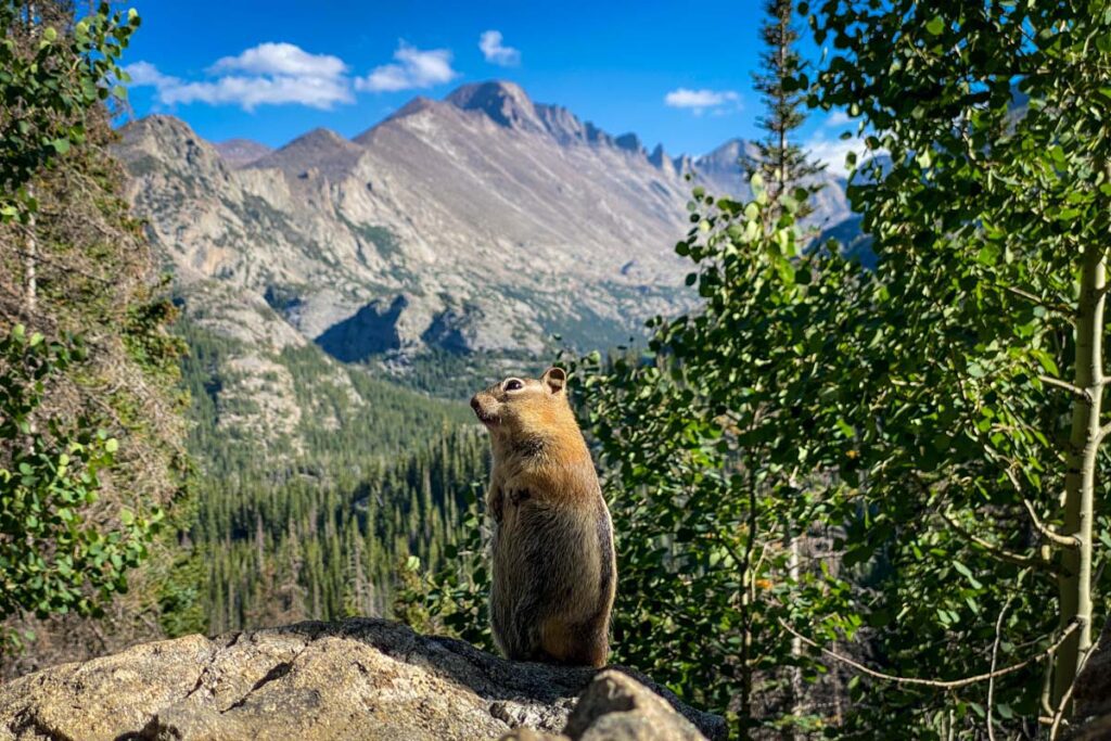 Ground Squirrel with Longs Peak