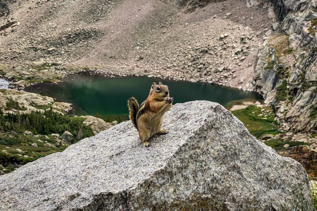 Ground Squirrel with Peacock Pool