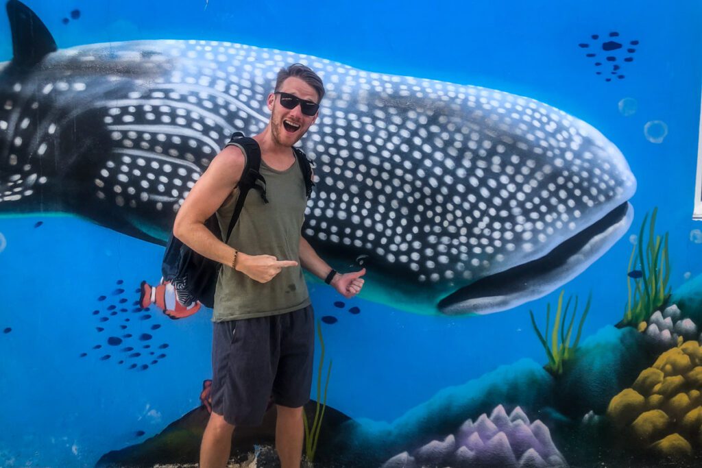 whale sharks in Holbox