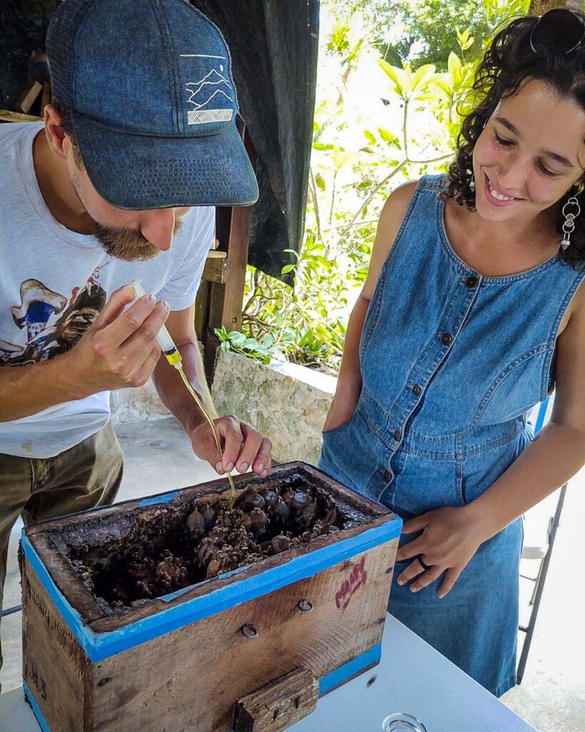 Mayan honey bees tour in Bacalar (Airbnb)