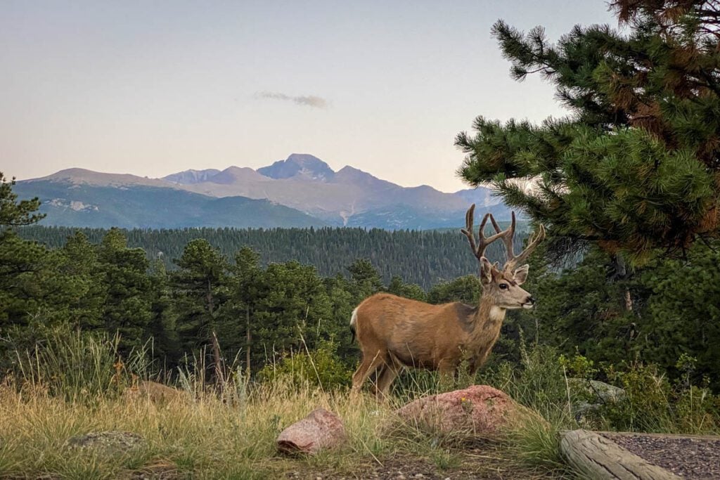 Mule Deer at Moraine Park Campground