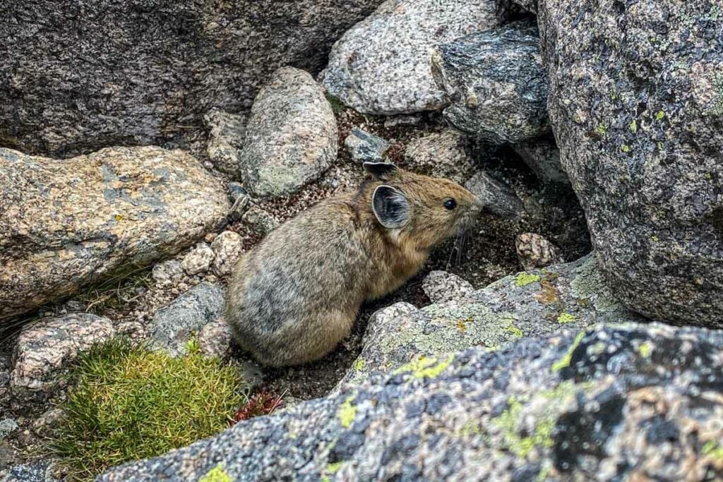 Pika