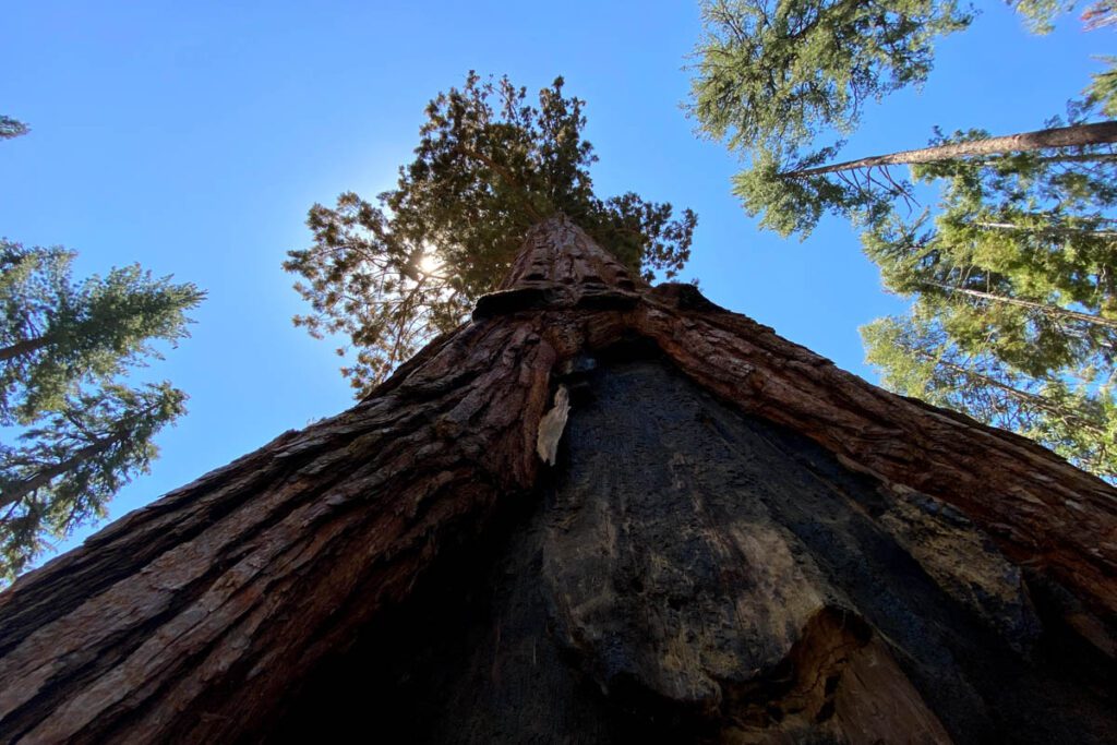 California Tunnel Tree at Mariposa Grove Yosemite (Paul Fuchs)