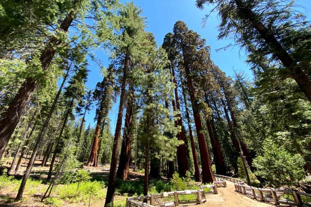 Giant sequoias at Mariposa Grove Yosemite (Paul Fuchs)