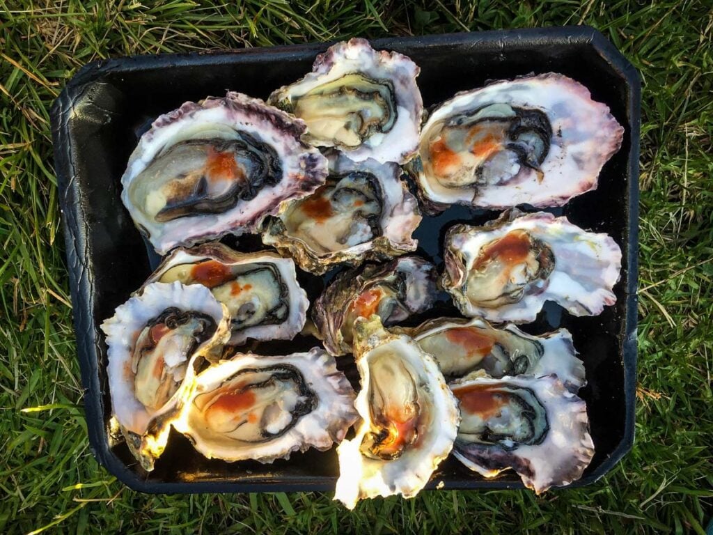 Oysters New Zealand Food