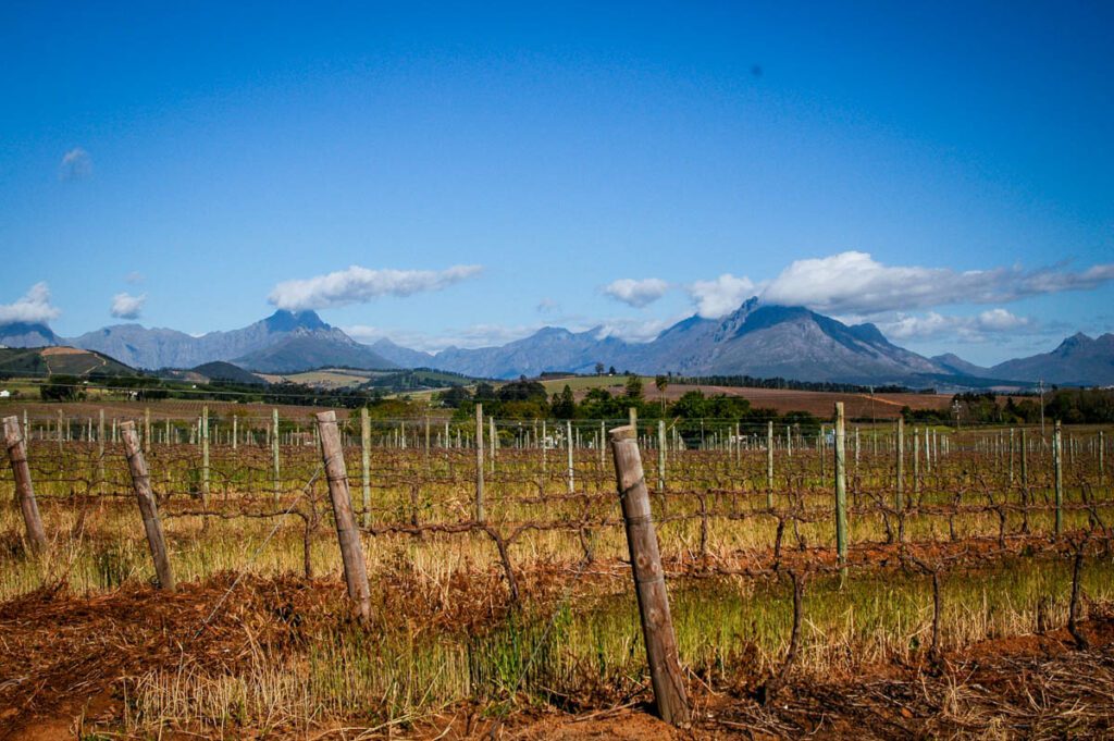 Simonsig wine farm in Stellenbosch