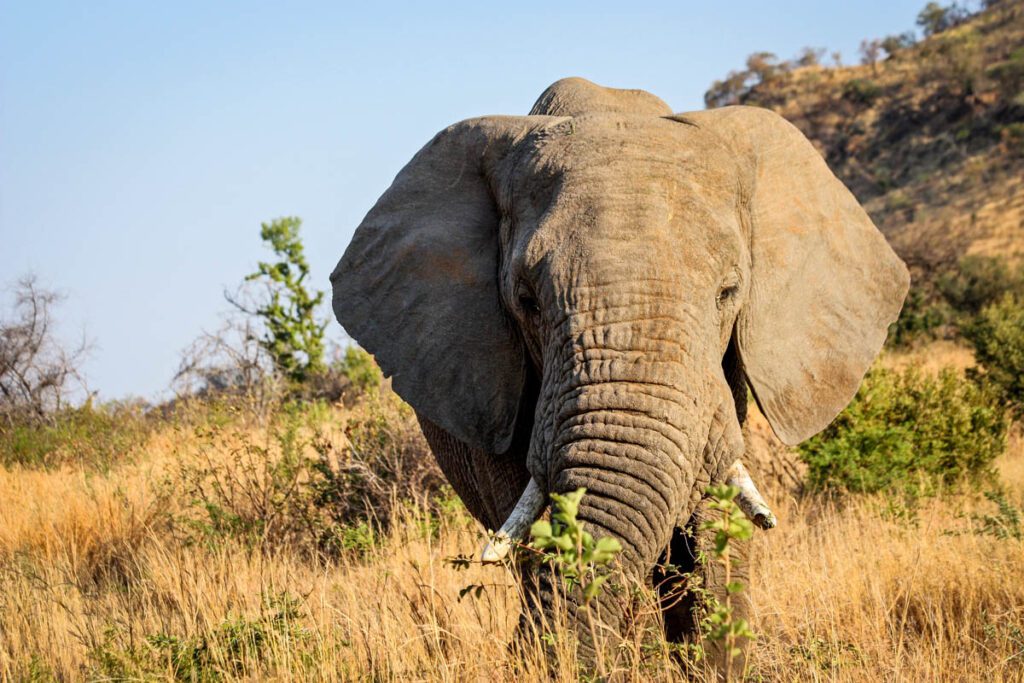 Elephant Safari South Africa