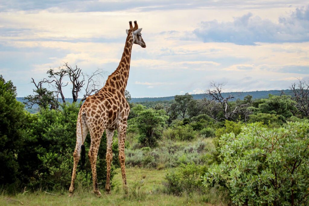 South African safari