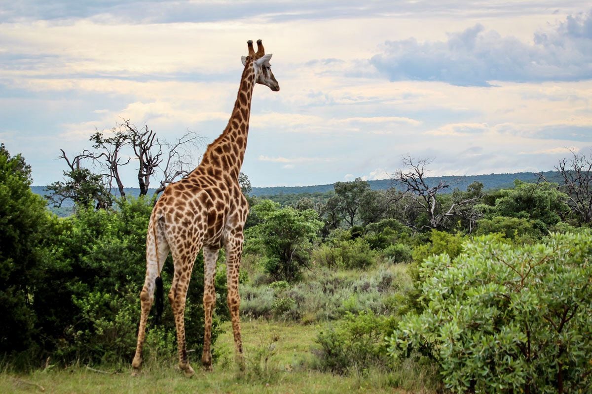Best time to visit South Africa - Lonely Planet