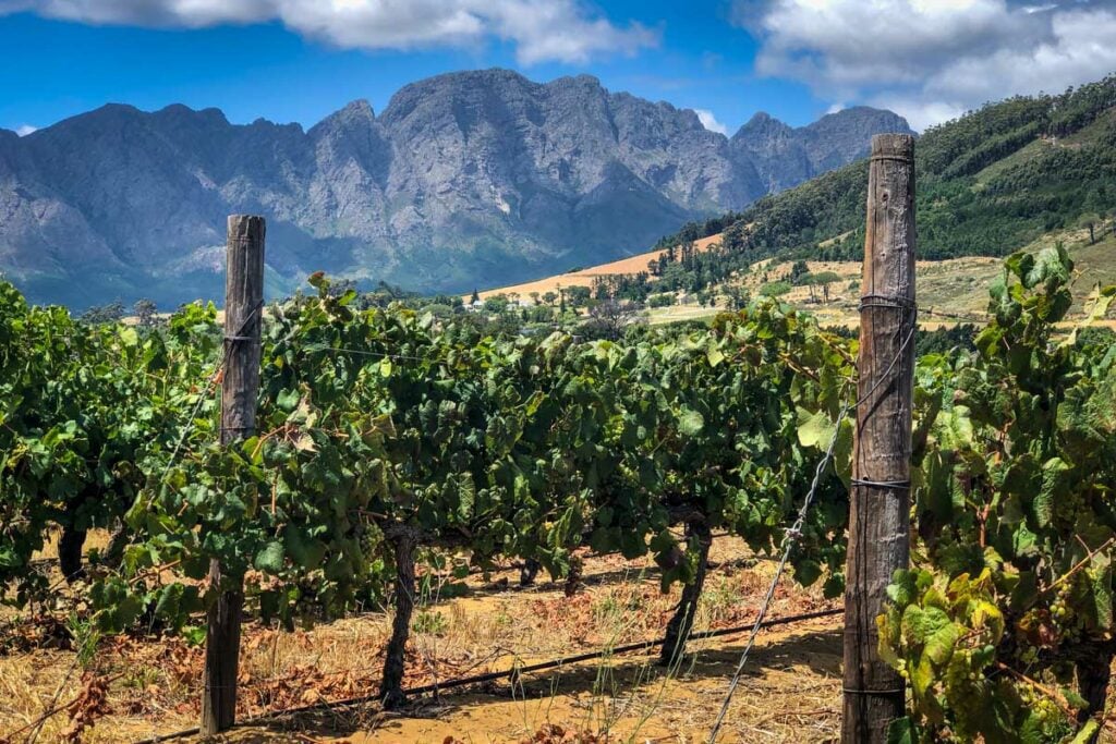 Cape winelands