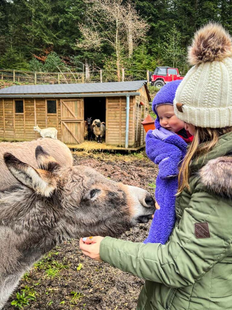 France farmstay Airbnb donkey