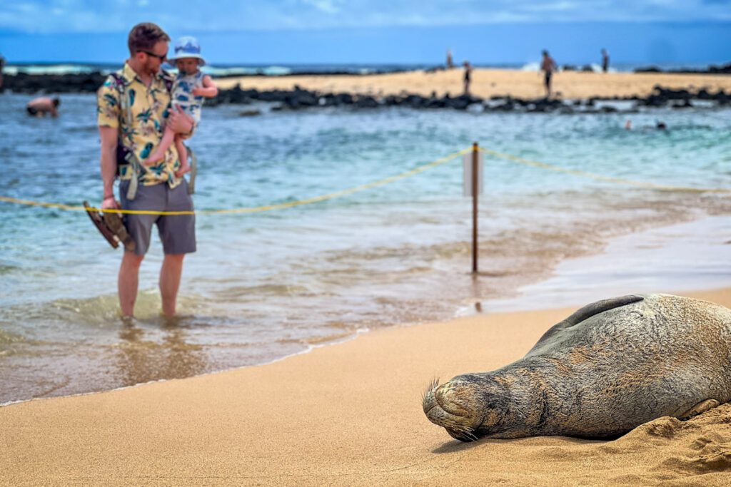 Monk seal Poipu Beach Kauai Hawaii