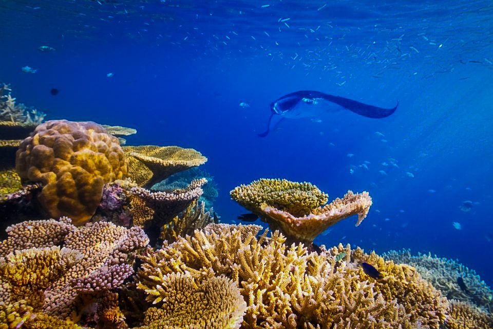 Sea Paradise manta ray snorkeling Kona Hawaii Big Island