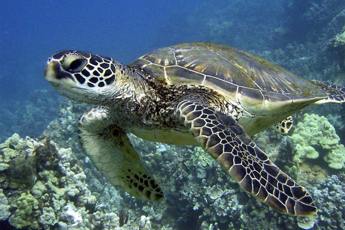 Hawaiian green sea turtle