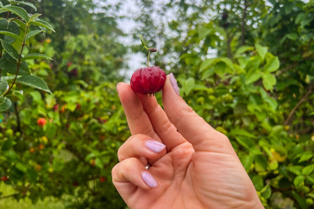 Coffee cherry Kona Hawaii Big Island