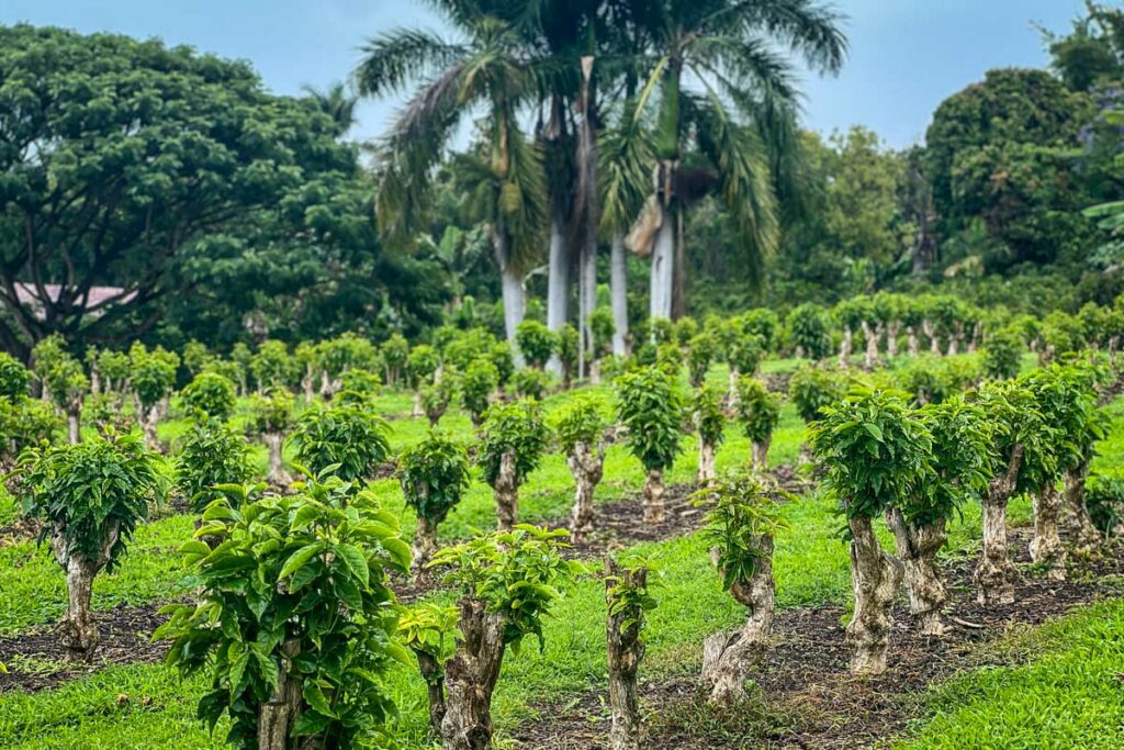 Greenwell Farms Kona coffee Hawaii Big Island