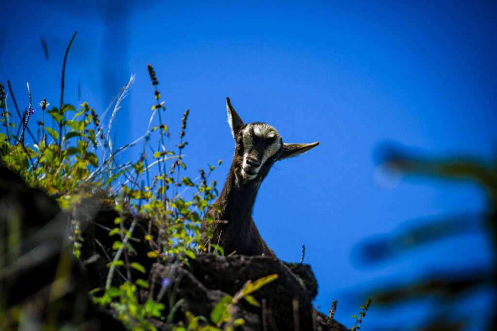 Goat Kalalau Trail Kauai