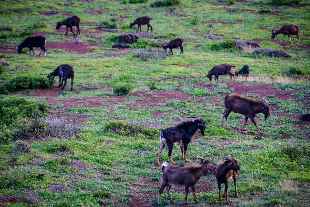 Goats Kalalau Trail Kauai