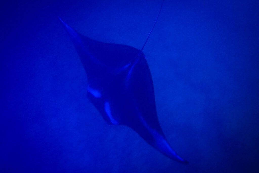 Manta ray snorkeling Kona Big Island Hawaii