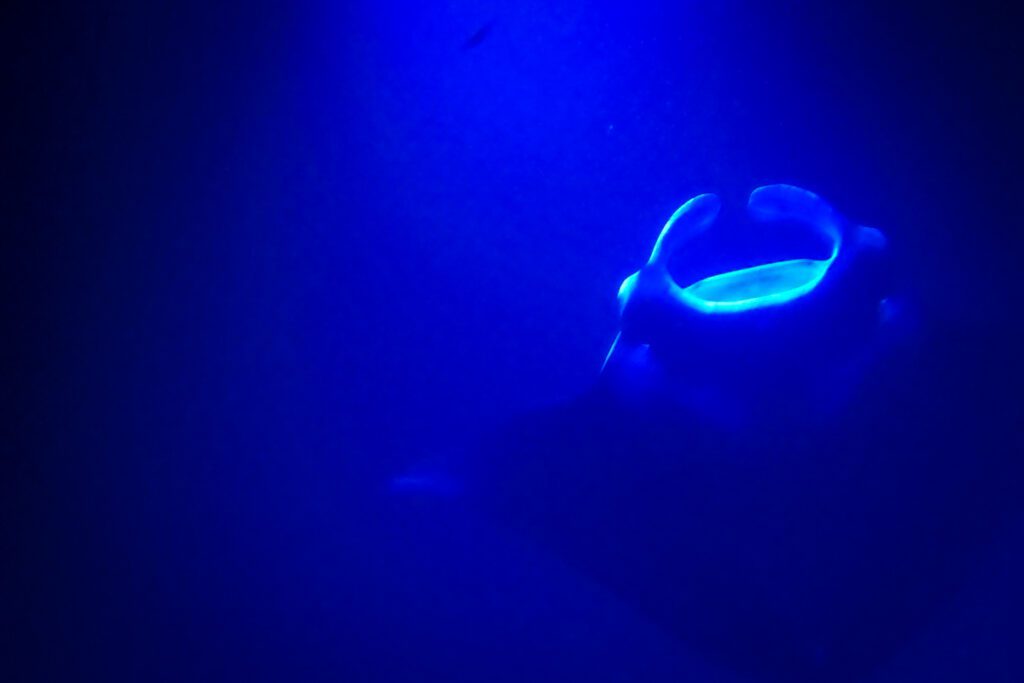 Manta ray snorkeling Kona Big Island Hawaii