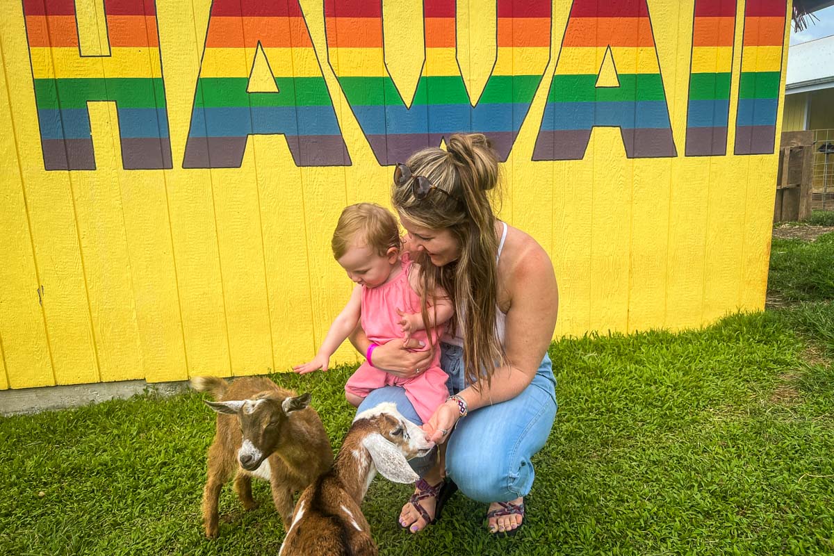 Hilo goats Big Island Hawaii