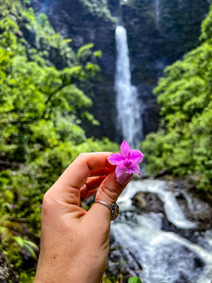 Hanakapiai Falls flower Kalalau Trail