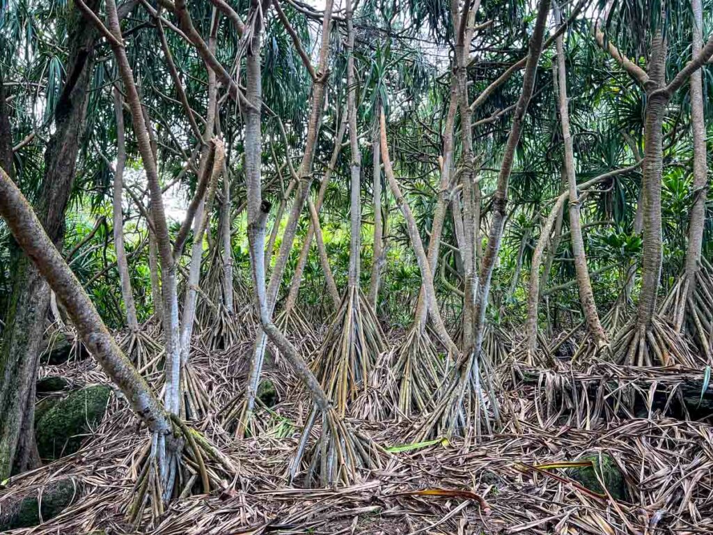 Kalalau Trail walking trees