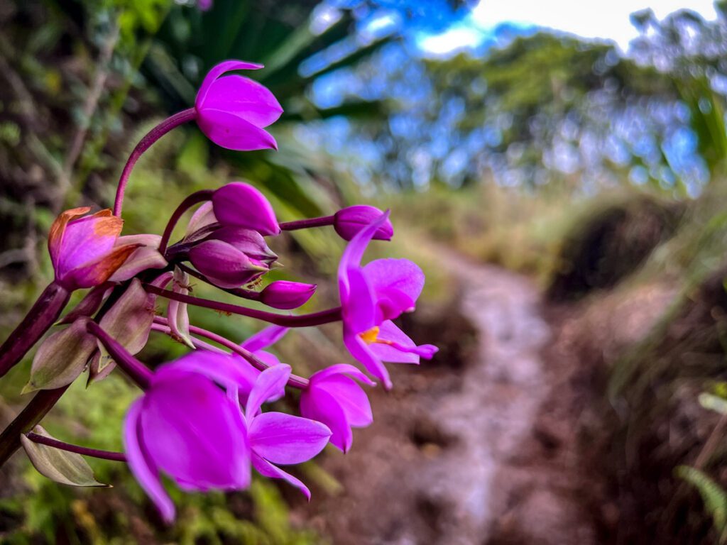 Flowers Kalalau Trail