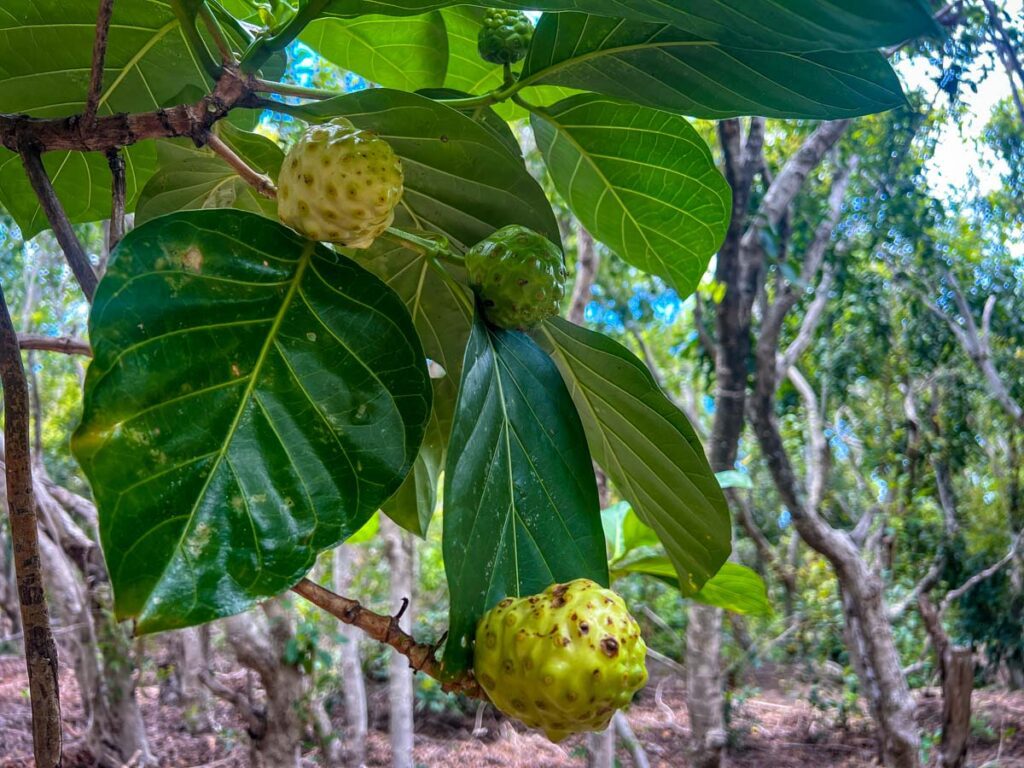 Noni tree Kalalau Trail