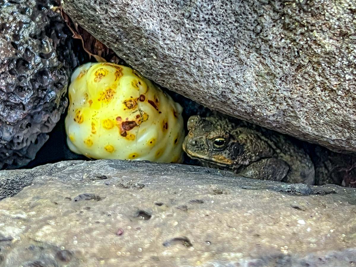 Toad Kalalau Trail