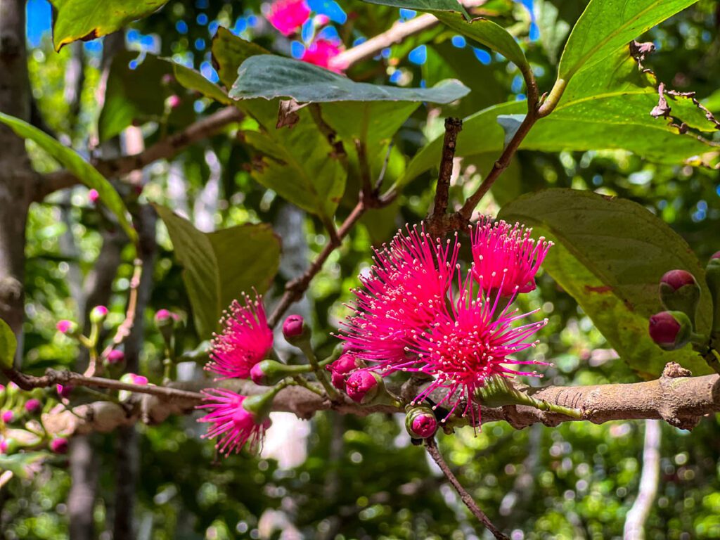 Flowers Kalalau Trail Kauai