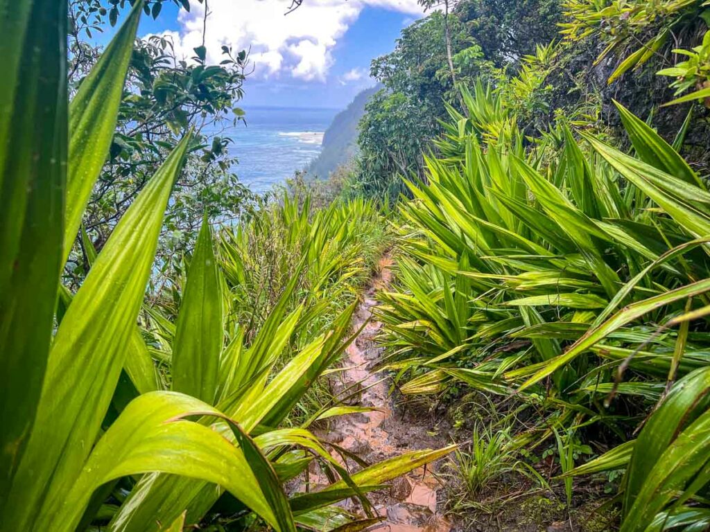 Muddy path Kalalau Trail