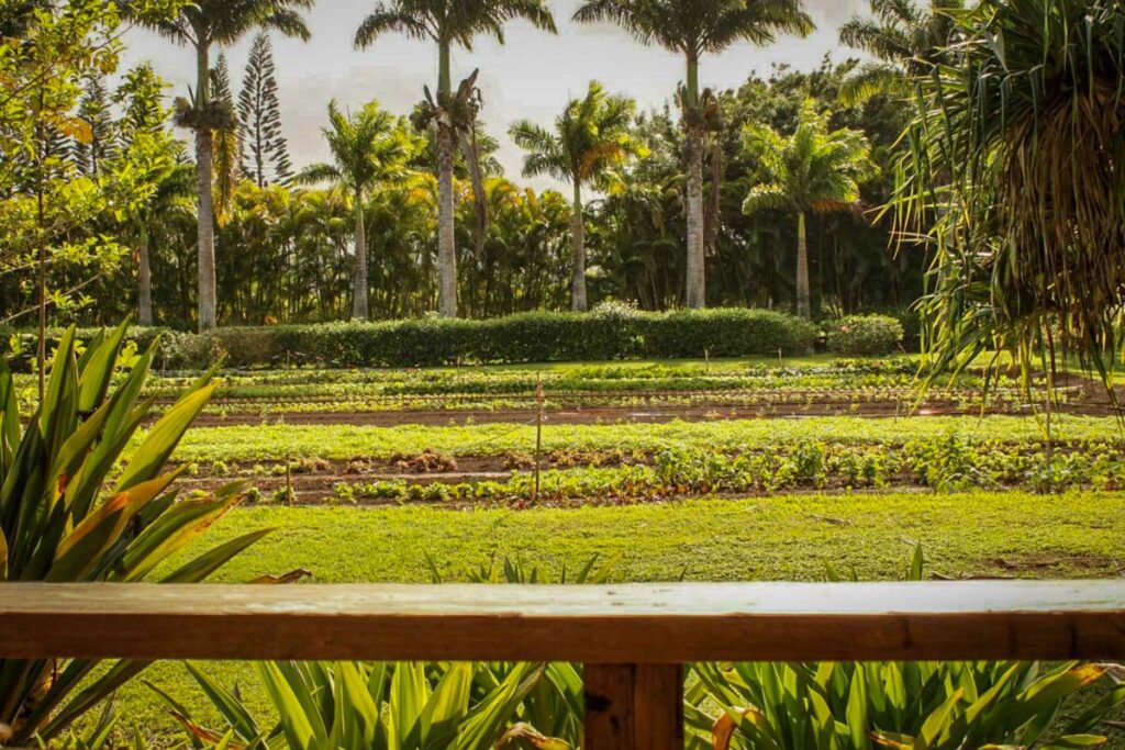 North Country Farms Airbnb Kauai Hawaii