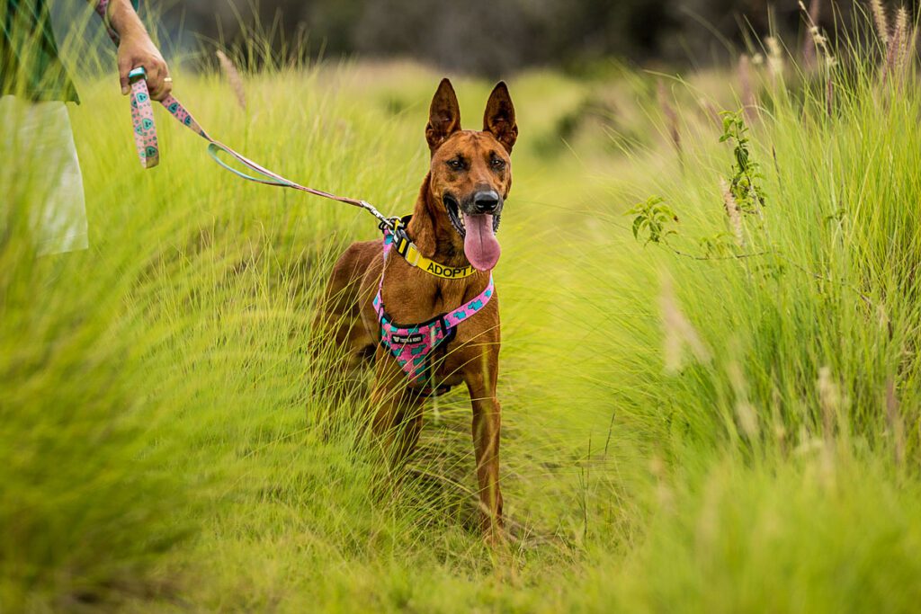 Hawai'i Island Humane Society dog field trip