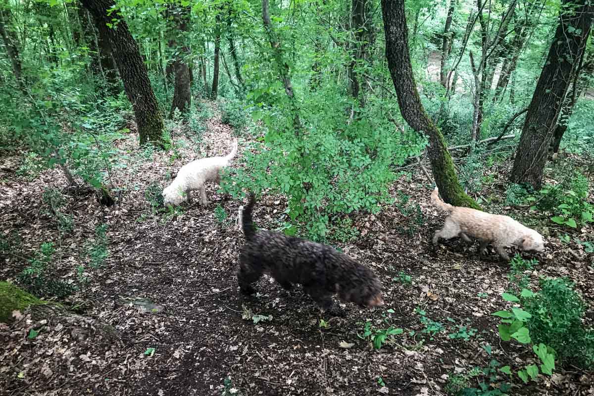 Truffle Hunting dogs Croatia