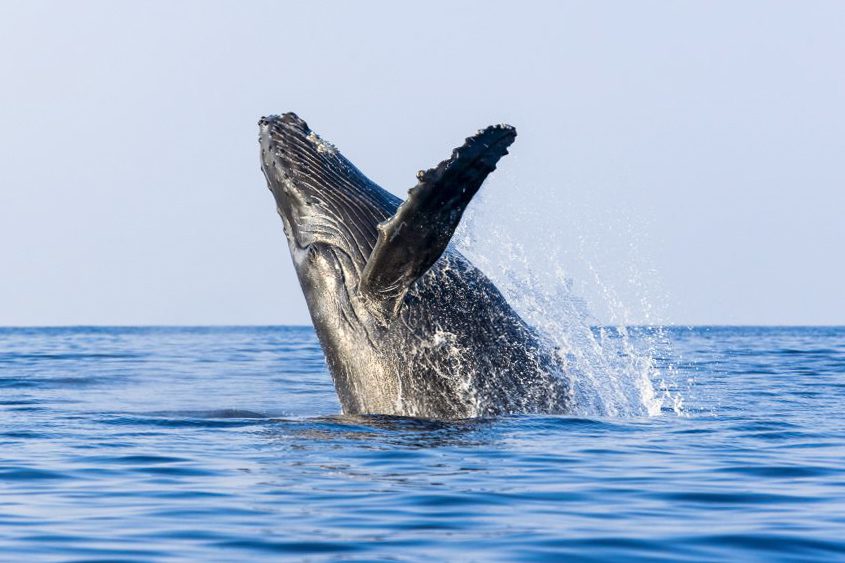 Whale watching Maui Channel Hawaii