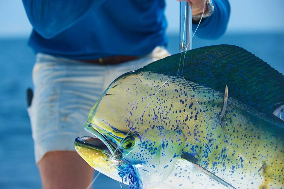 Mahi mahi fishing Maui Hawaii