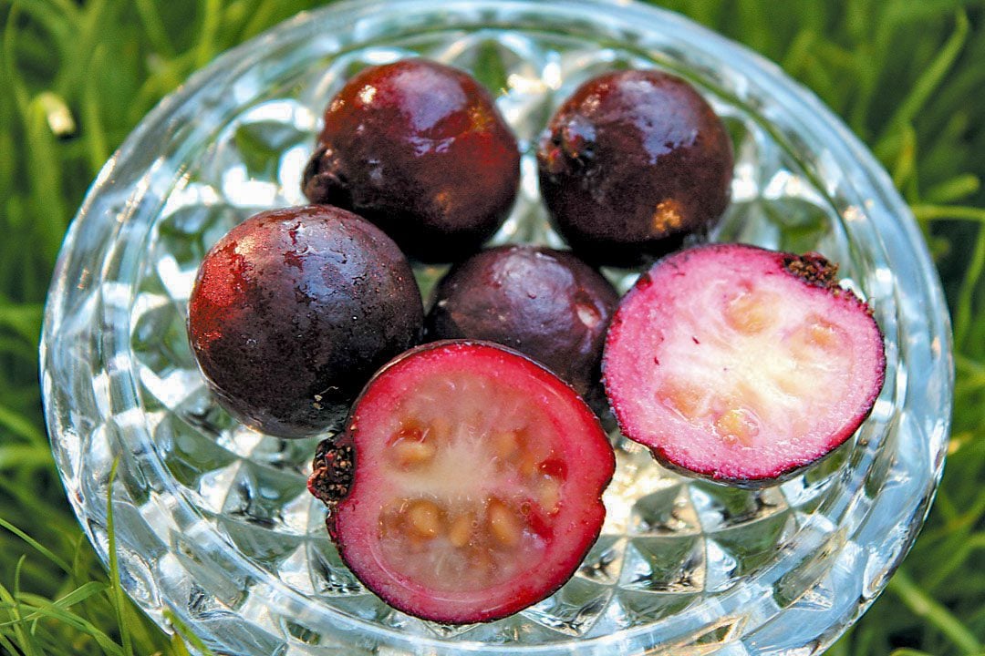 Strawberry guava Hawaiian fruit