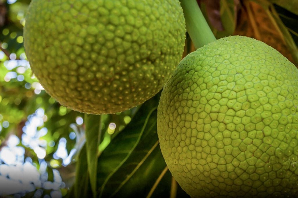 Breadfruit Hawaiian fruit