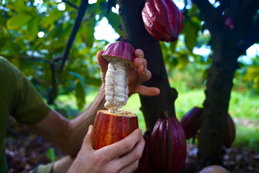 Exotic Fruits Farm Tour (Airbnb)